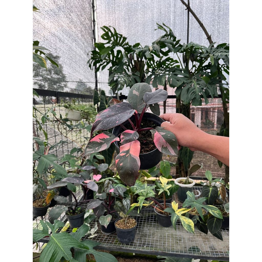 Bibit Philodendron Pink Princess ( satu pot )