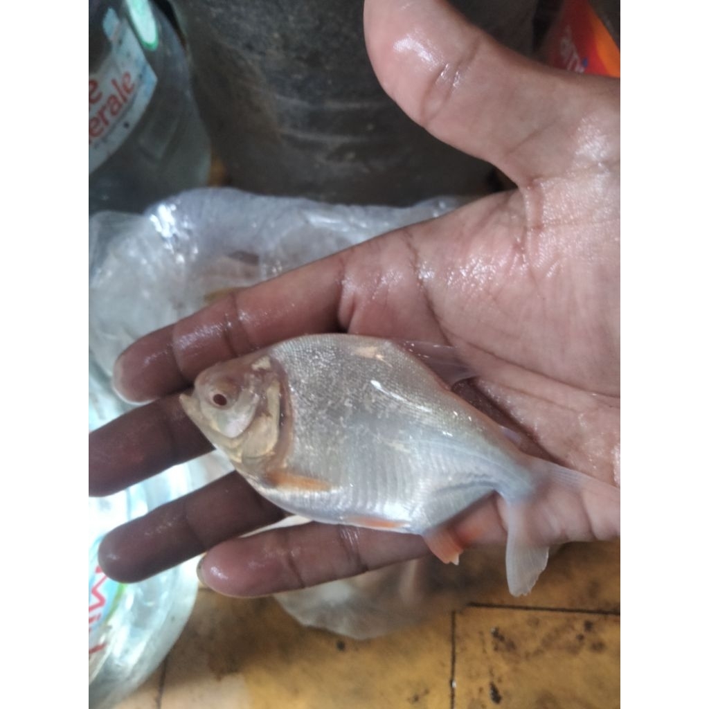 bibit ikan bawal albino