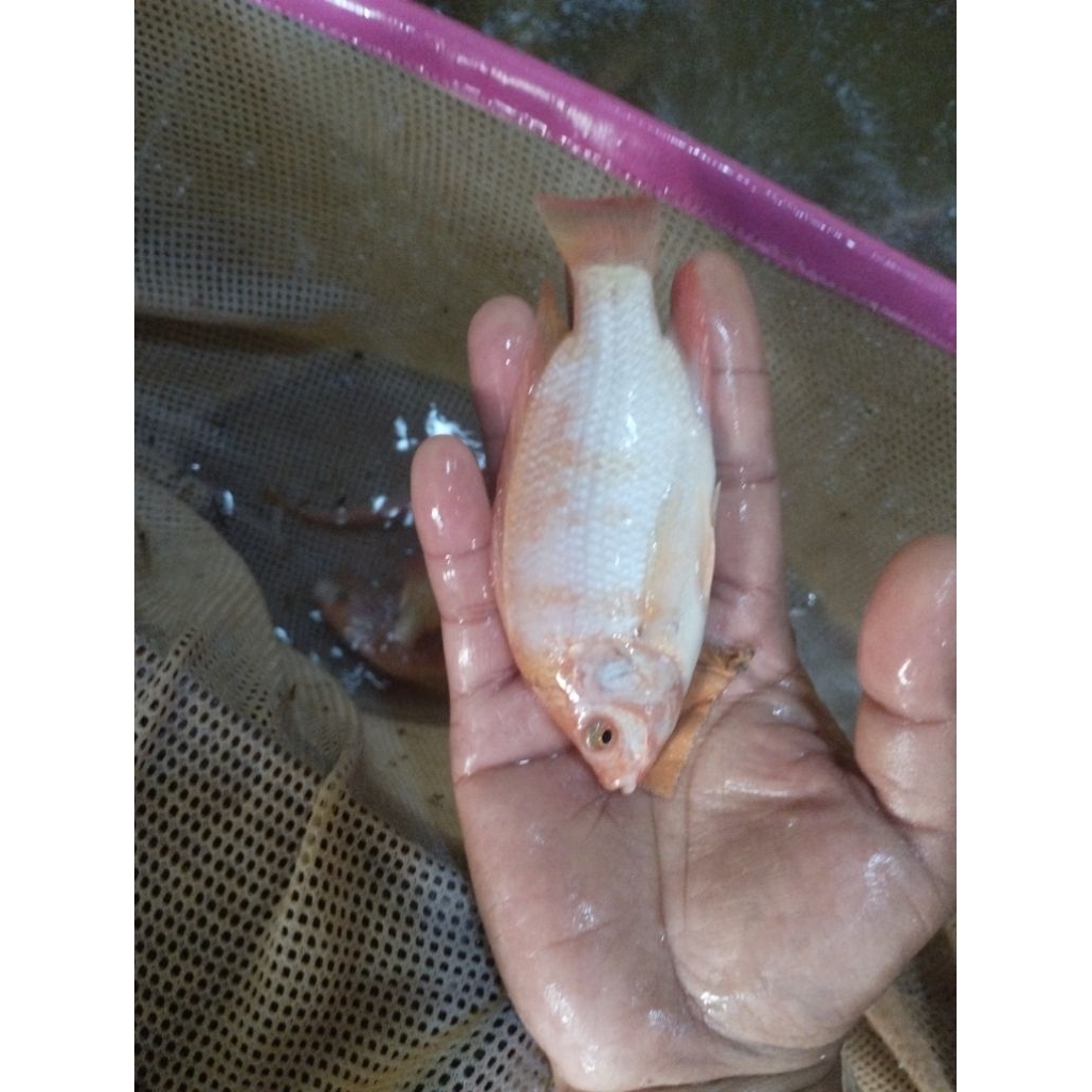 bibit ikan nila merah subang ukuran 2-3 jari per paket isi 50 ekor