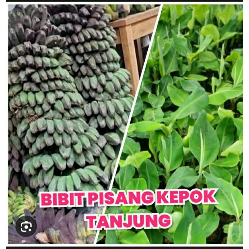 bibit pisang kepok Tanjung