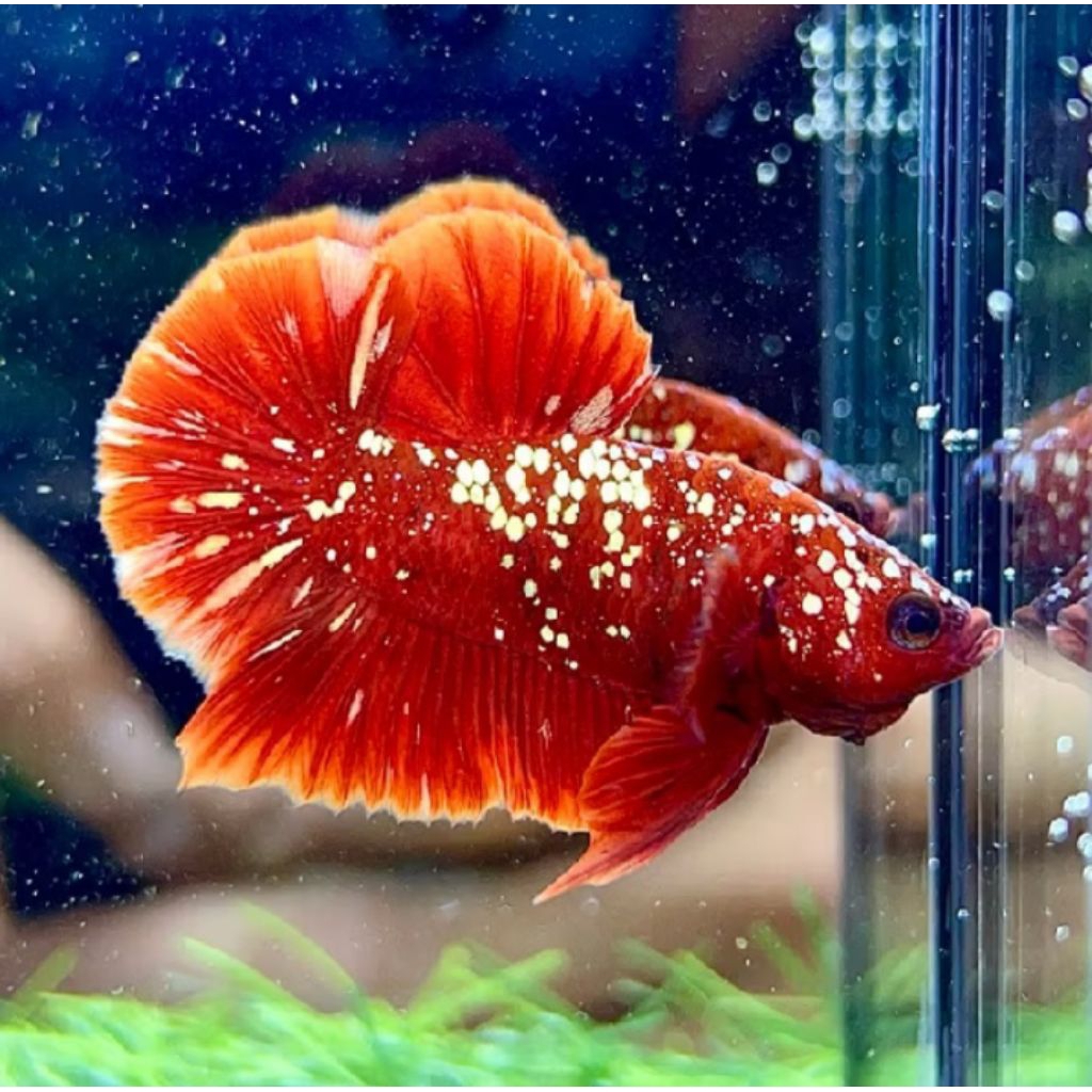Cupang plakat Rgg ( Red Gold Galaxy ) size m+
