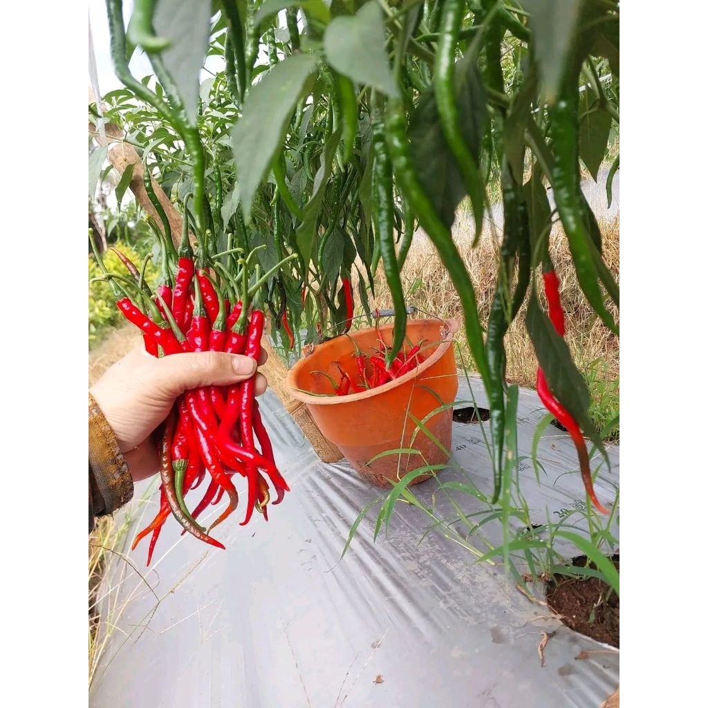 cabai merah keriting / CMK / lombok plunter 1kg