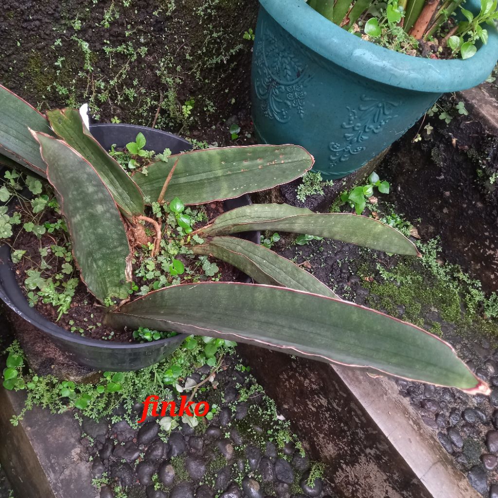 R. 1881. sansevieria humiflora, fikizola crossing. ex. induk variegata