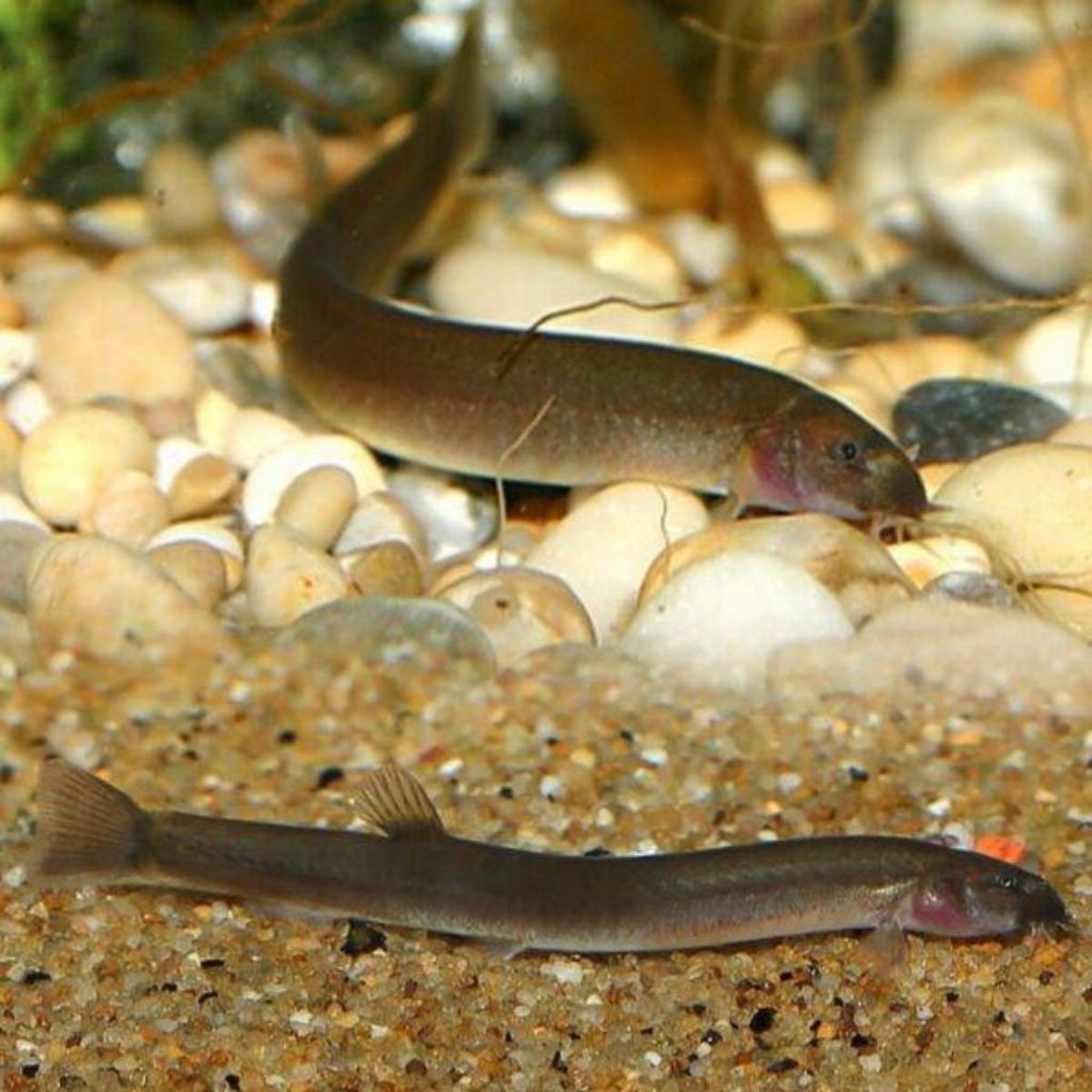 Black kuhli,Khuli,Huli anak sidat mini ikan hias akuarium