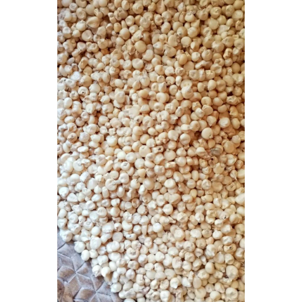 JAGUNG PULUT ASLI KERING KUPANG NTT 1 KG
