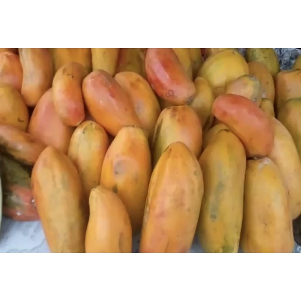Pepaya California Madu Super
