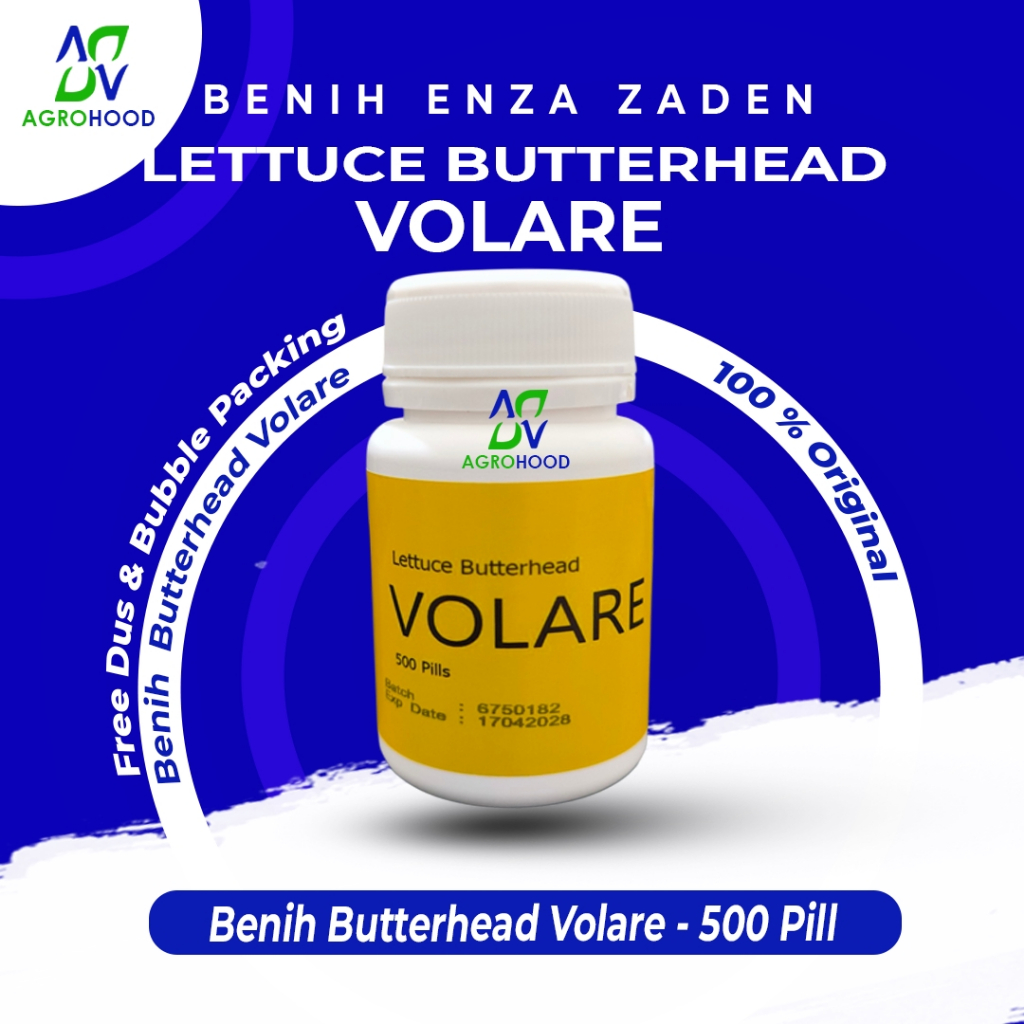 Benih Selada Butterhead VOLARE Kemasan 500 Pill - Enza Zaden