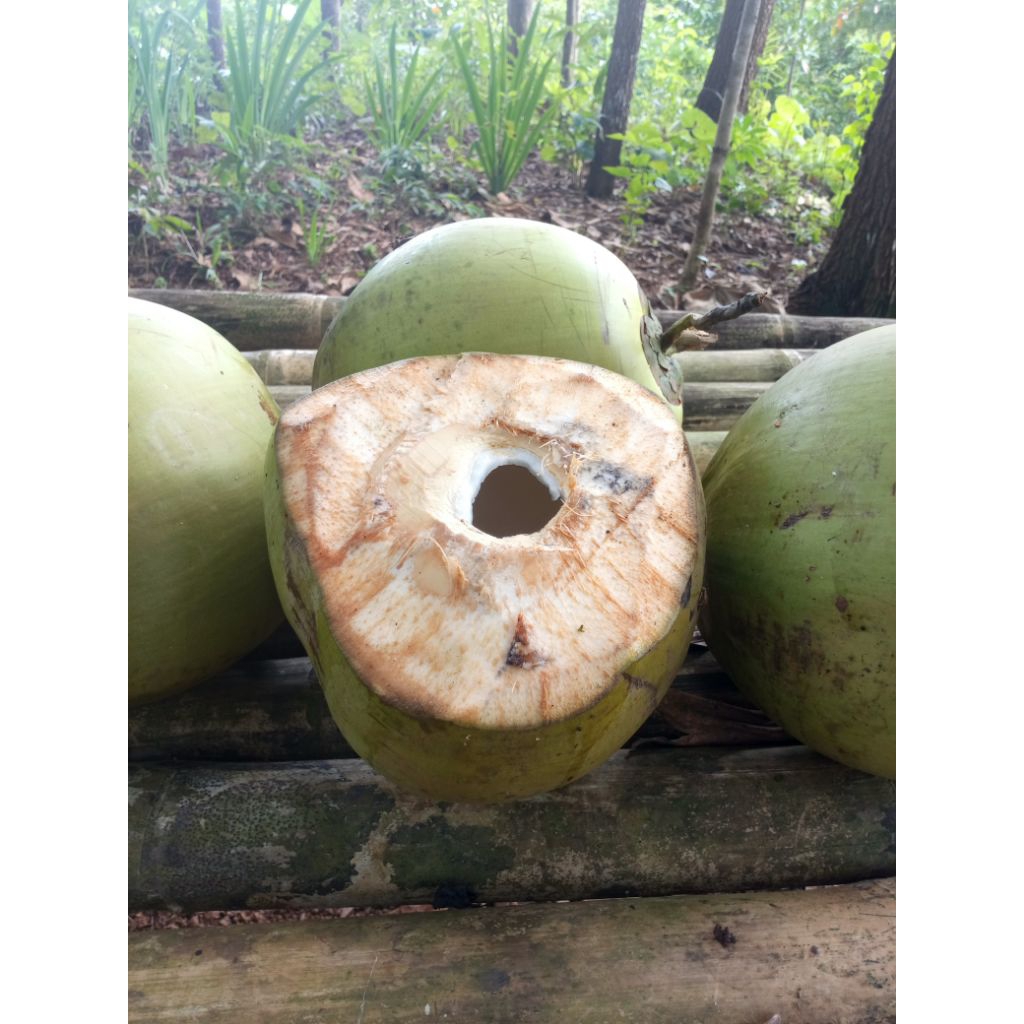 Kelapa muda hijau