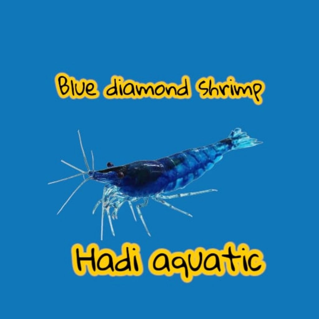 udang hias blue diamond