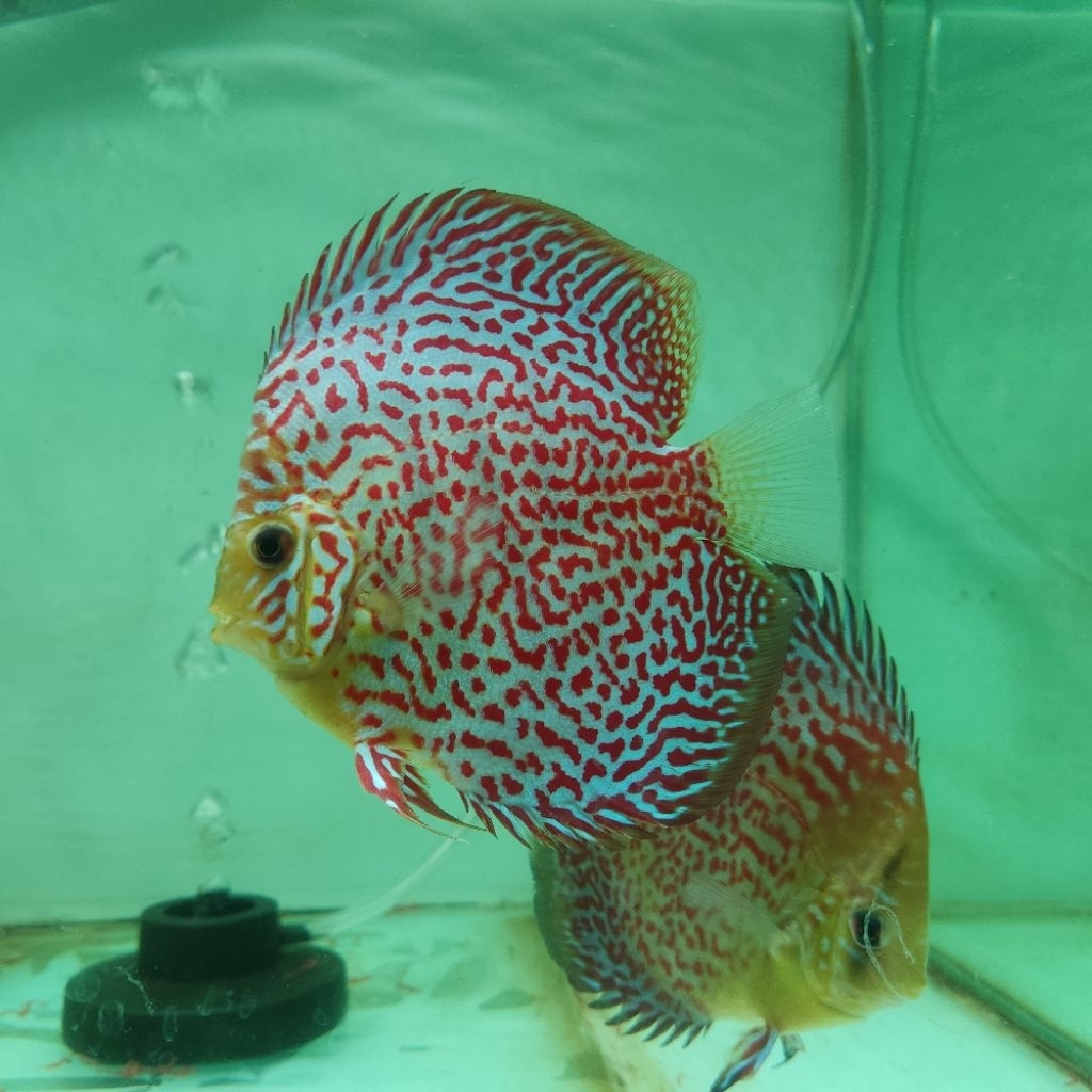 Ikan Hias Akuarium Discus Leopard Snake Skin 1-2cm