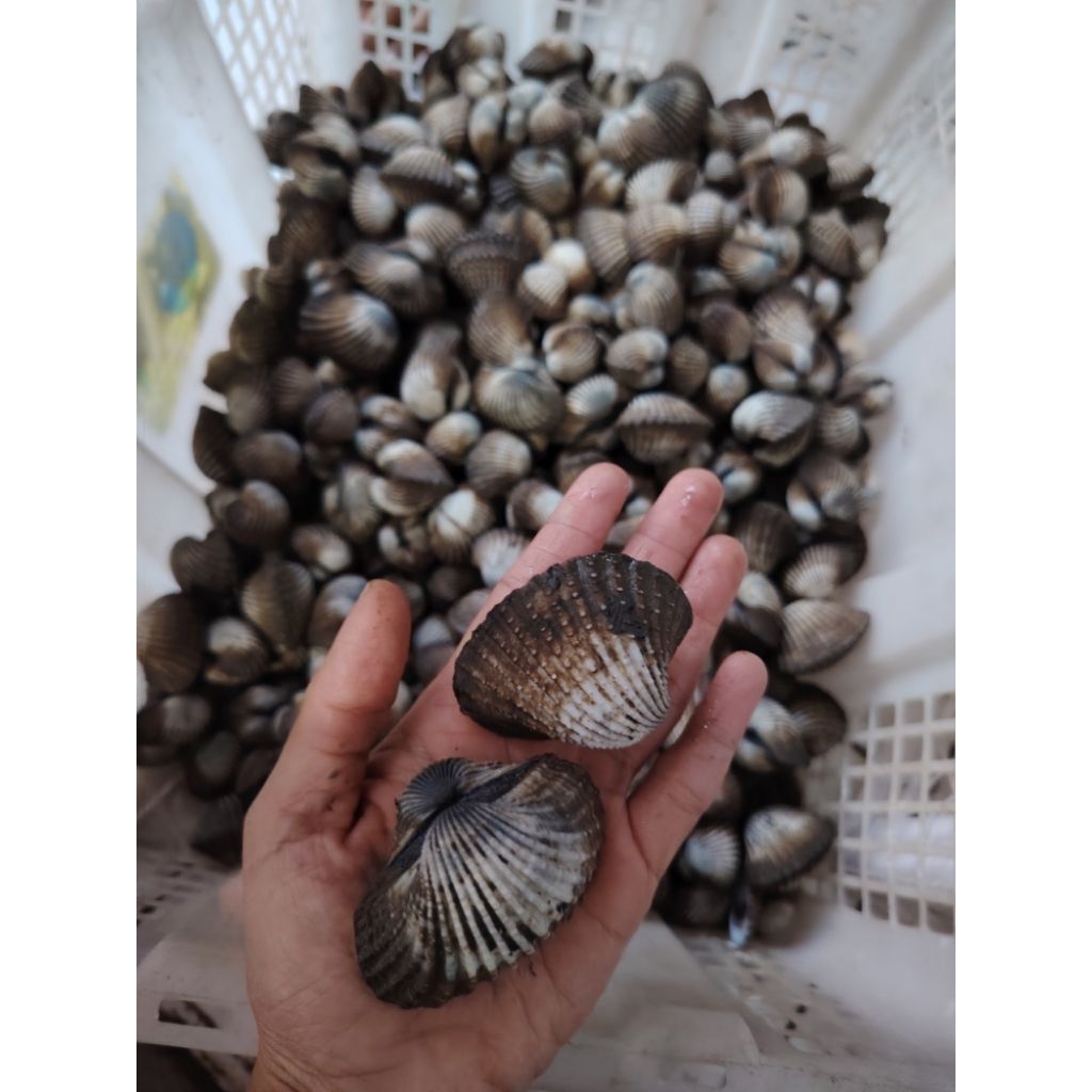 KERANG DARA SUPER BESAR