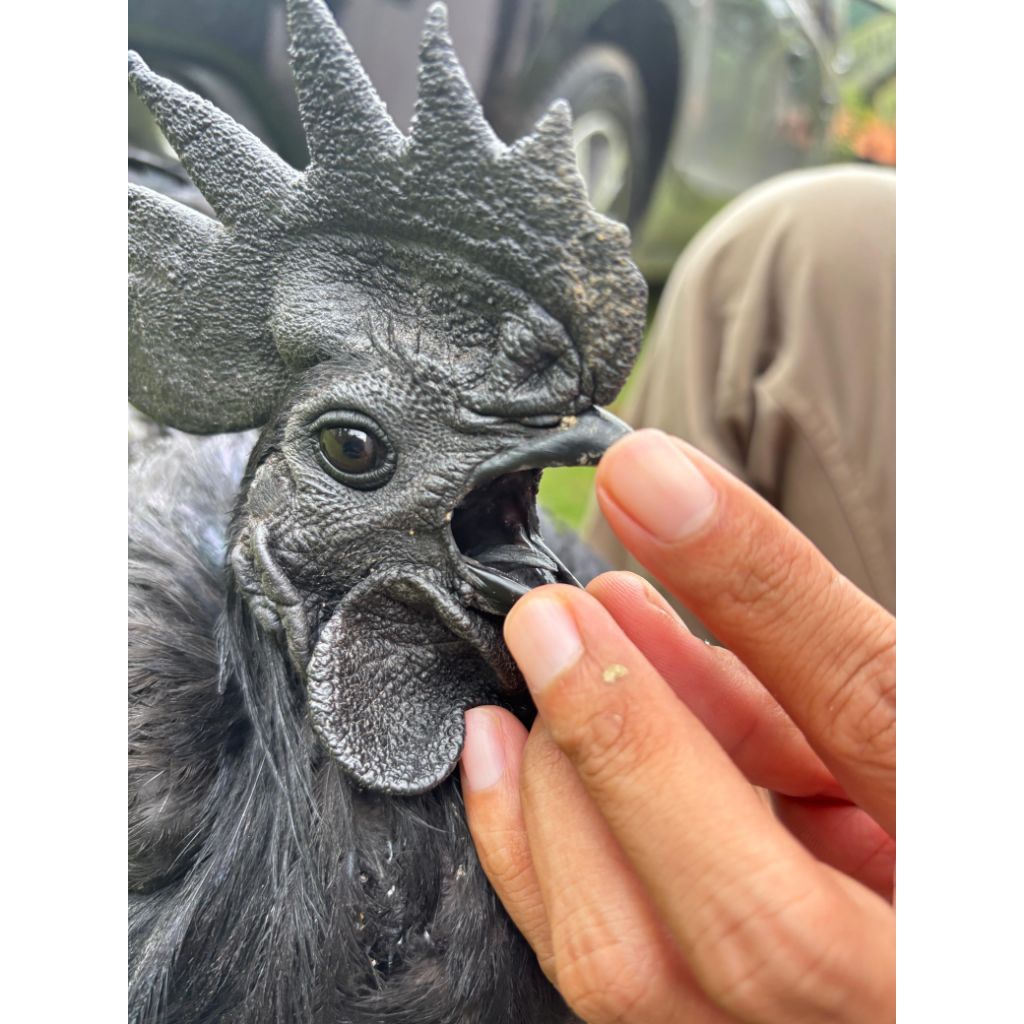 Telur Tetas Ayam Cemani Lidah Hitam