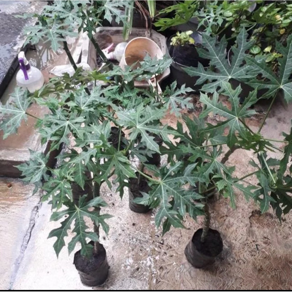 tanaman Pepaya jepang -Pohon Pepaya Jepang - tanaman Herbal