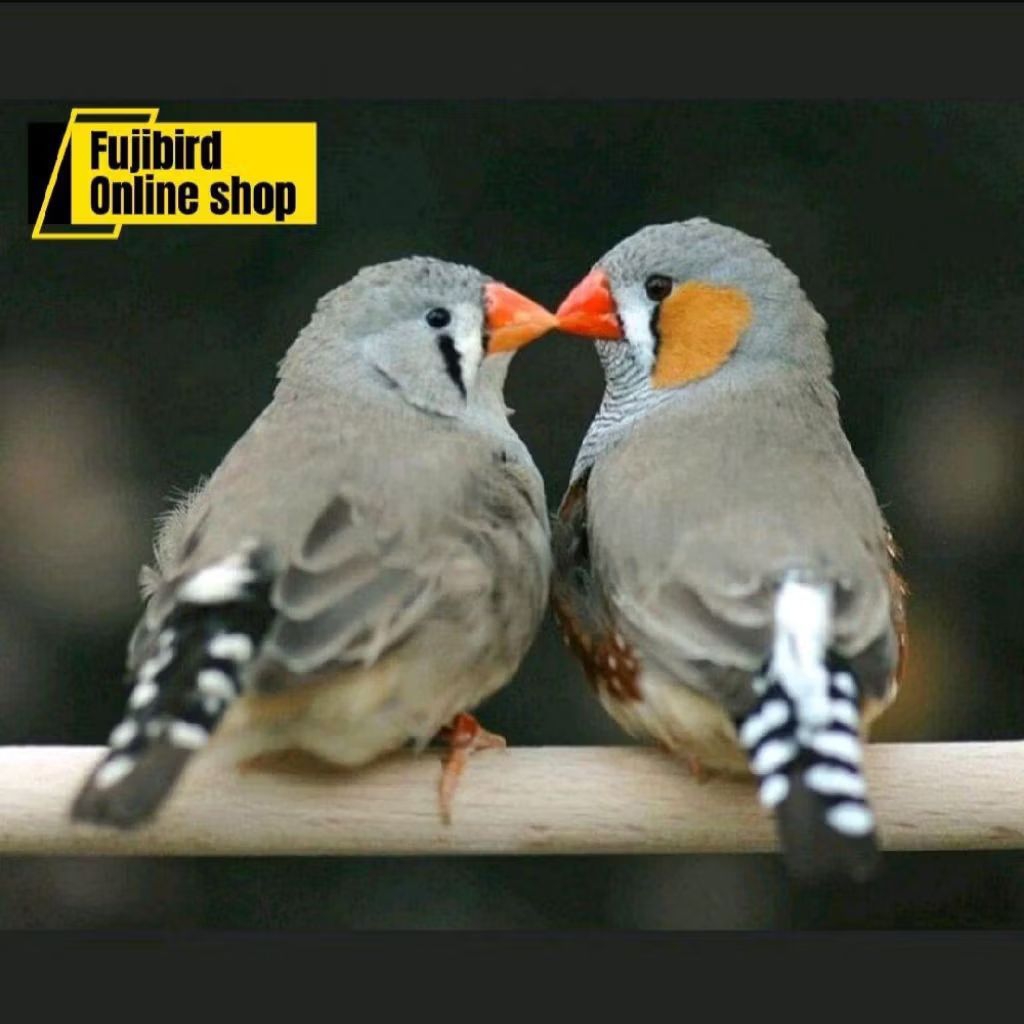 BURUNG ZEBRA FINCH WARNA STANDAR SEPASANG