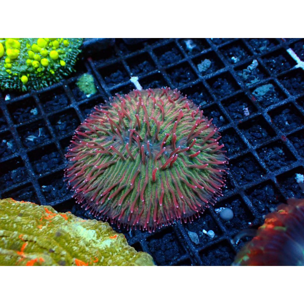 Coral Aquarium Laut Pirgun Bulu Merah Reef Aquarium Laut