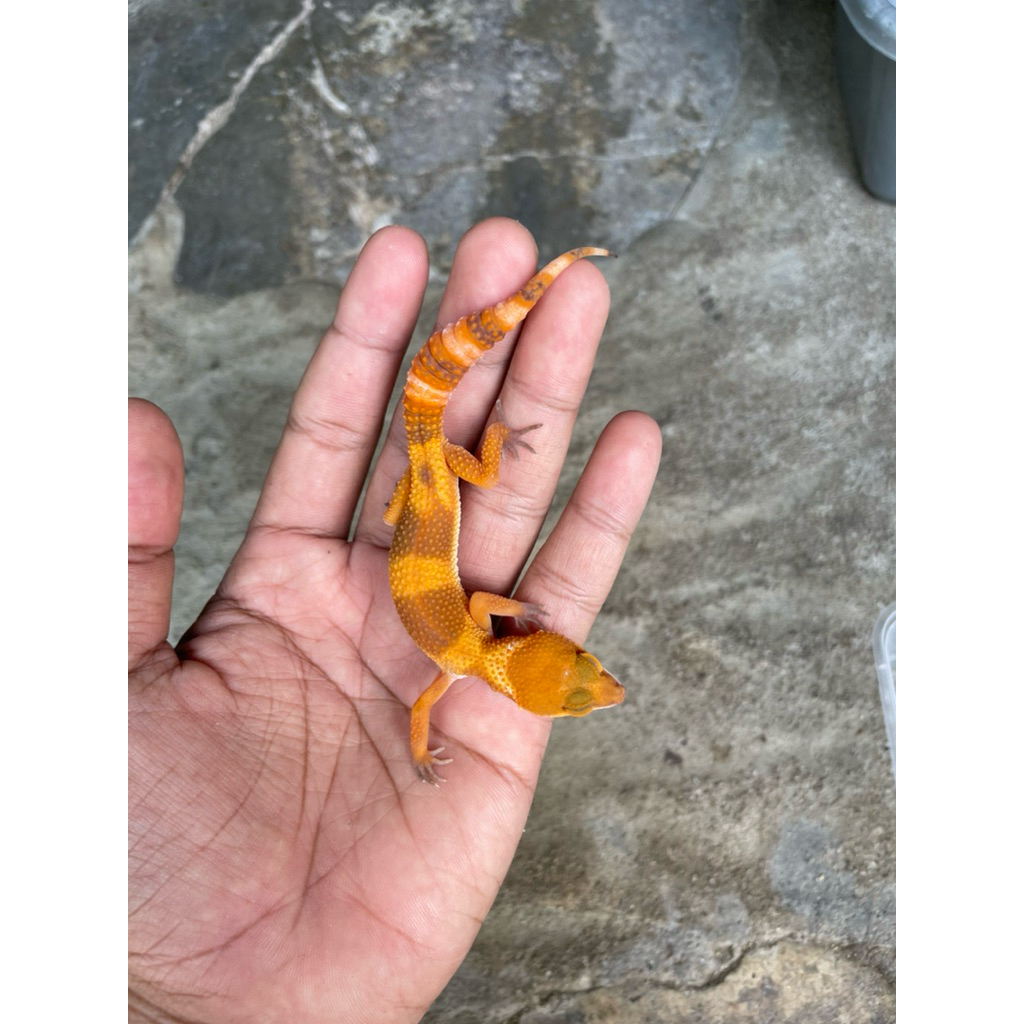Tokek Gecko Leopard Jantan Unik Lucu