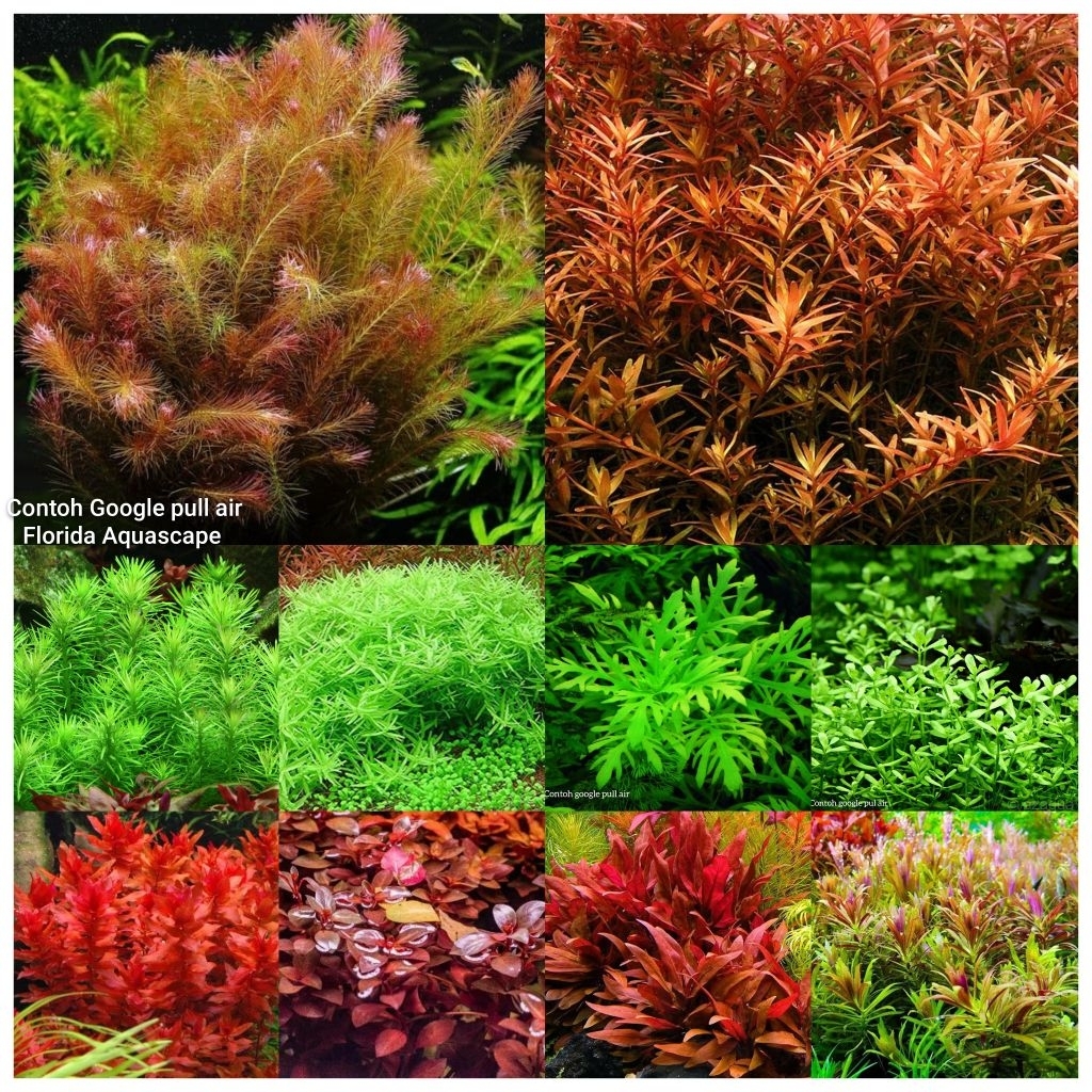 Paket tanaman aquascape 200 batang 10 jenis tanaman aquascape hiasan aquarium