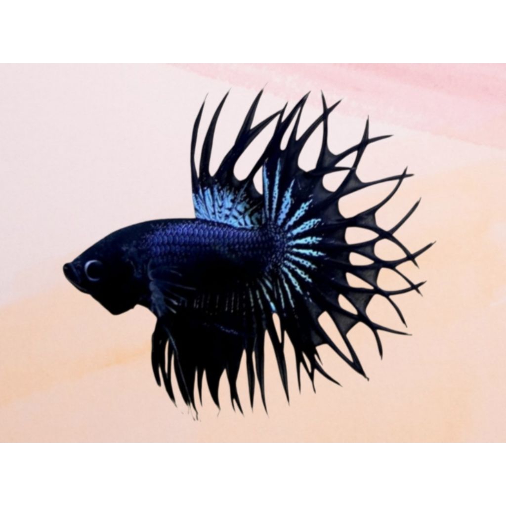 CT BLACK ORCHID CROWNTAIL BLACK ORCHID