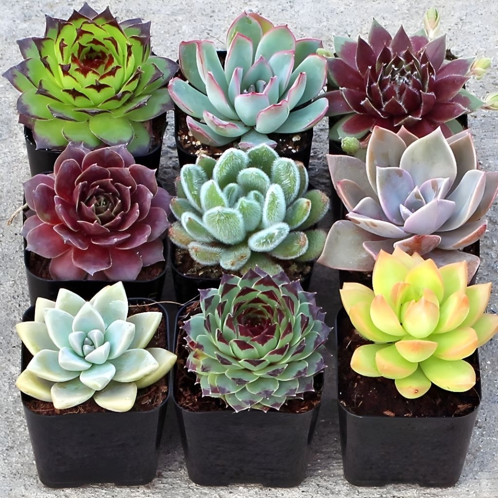 Sukulen Kaktus Hidup Paket Sukulen Kaktus Mini Hidup 15 Pcs dengan Pot Hitam Hidup Mini Isi 15 Pcs F