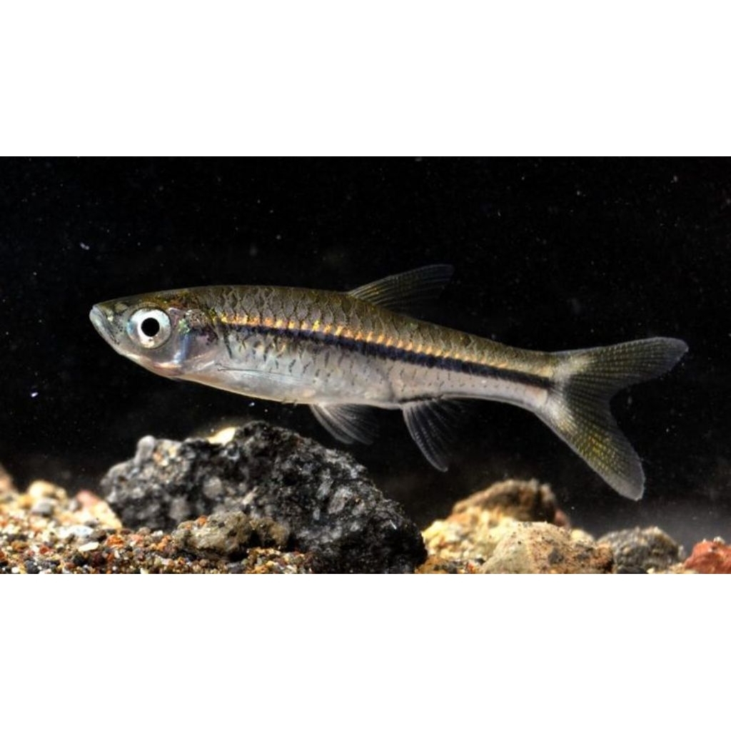 ikan wader pari segar/hidup packing aman bergaransi