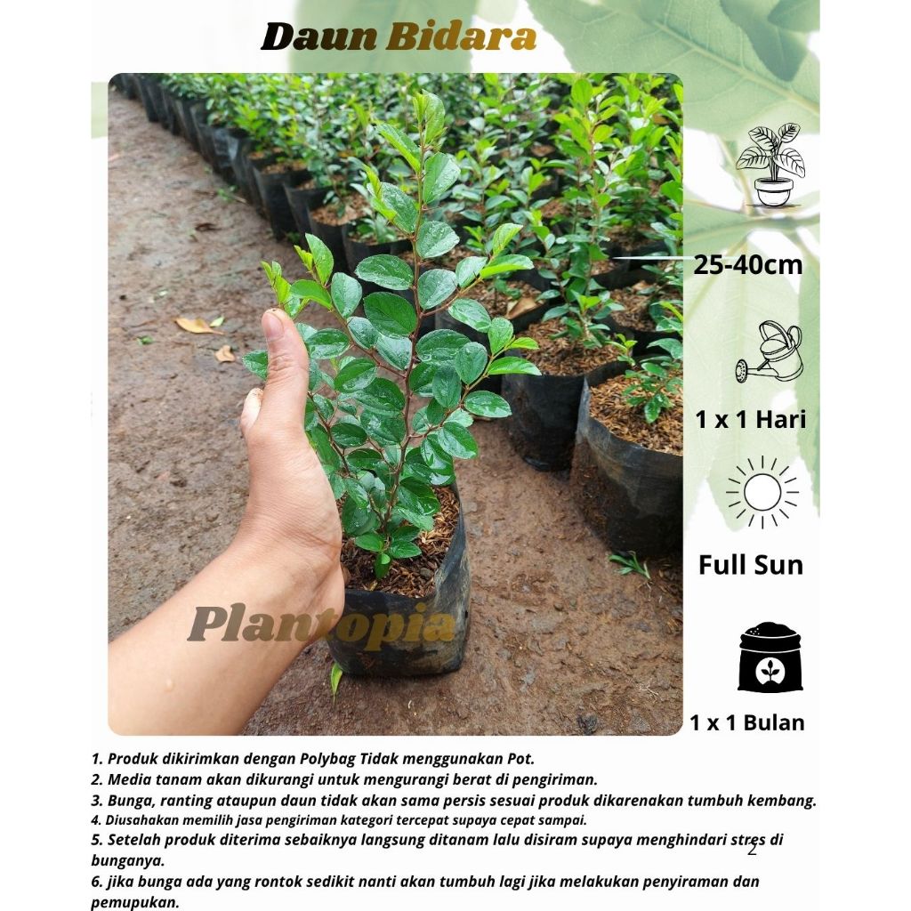 Daun Bidara - Bibit Tanaman Herbal Bidara Siap Tanam