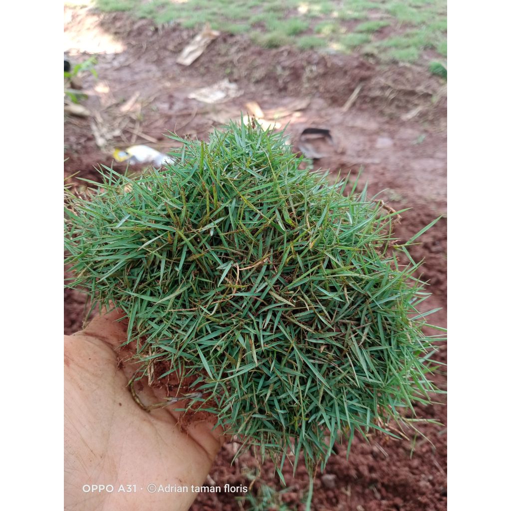 rumput jepang/rumput Peking paket hemat 5 meter x 1 meter rumput hijau dan segar