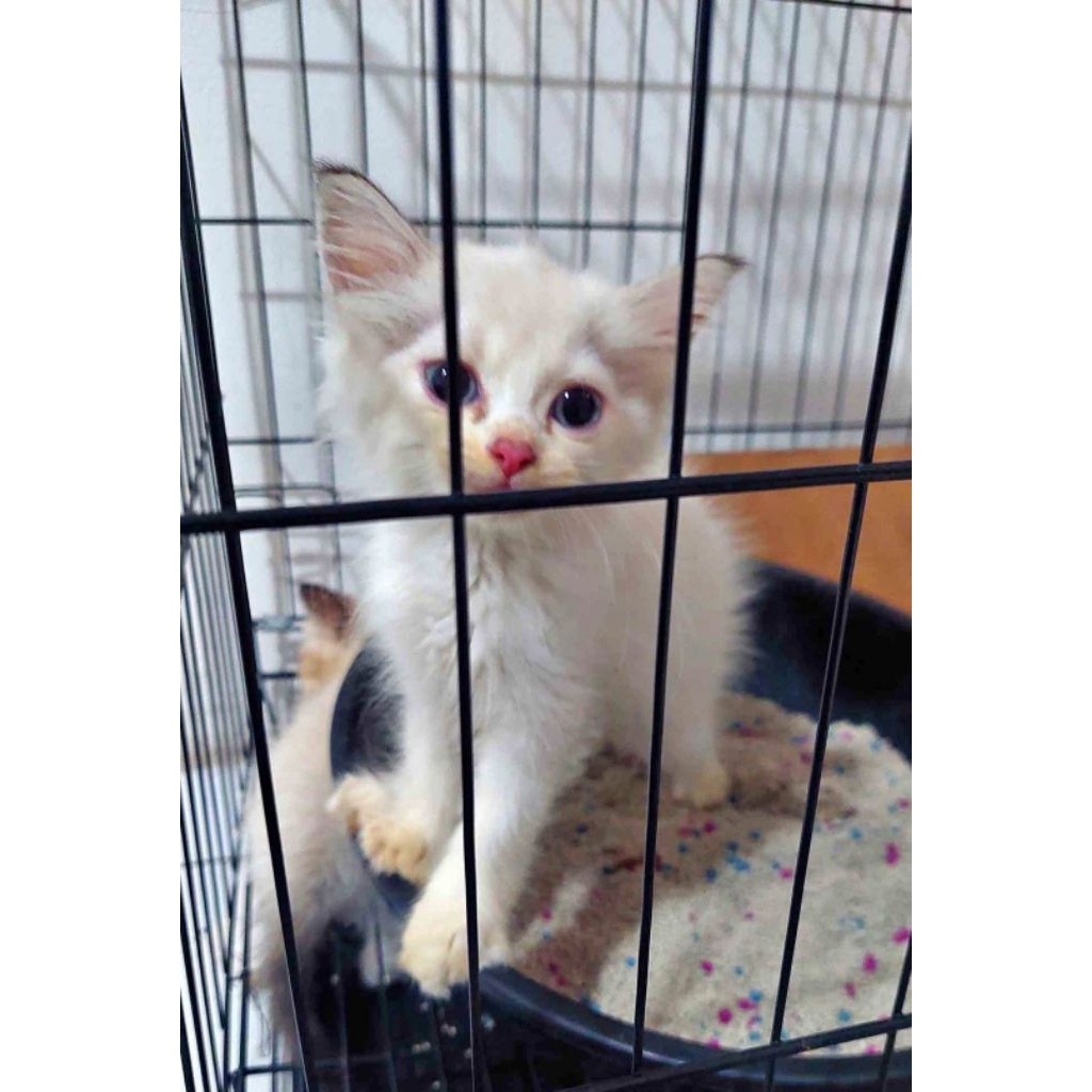 Kitten Anakan Kucing Persia Himalaya Sehat Lucu Siap Adopsi