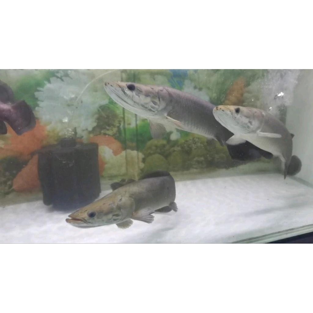 ikan lontong amazon 48-50cm