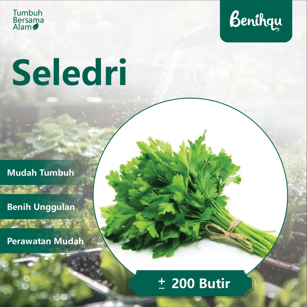 200 Biji - Benih Seledri, Bibit Sayuran - Benih Sayuran Seledri Unggul