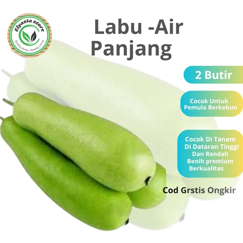 Benih  Biji Labu Air Labu Blonceng 2 Butir