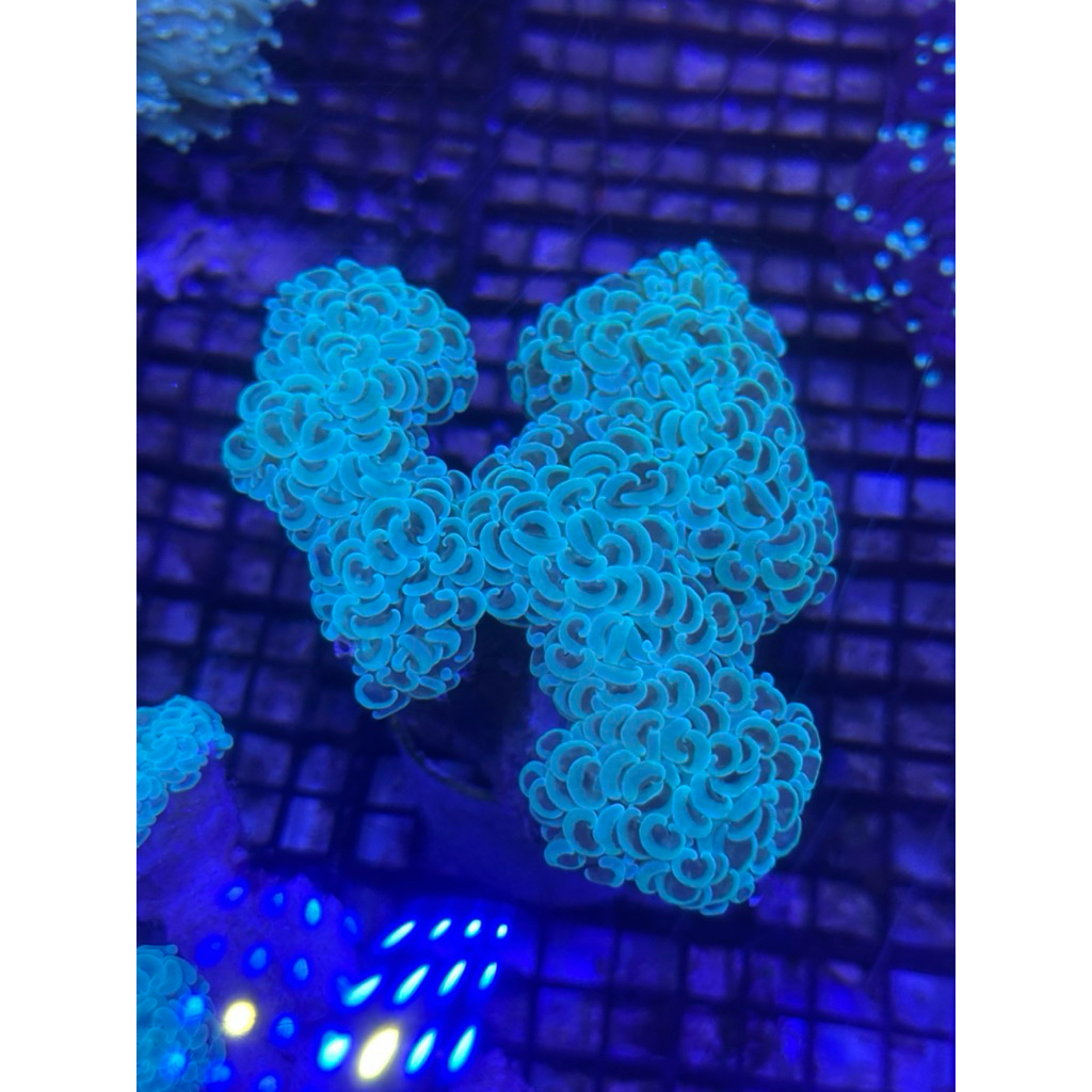 karang coral siwalan hijau hammer coral size Besar