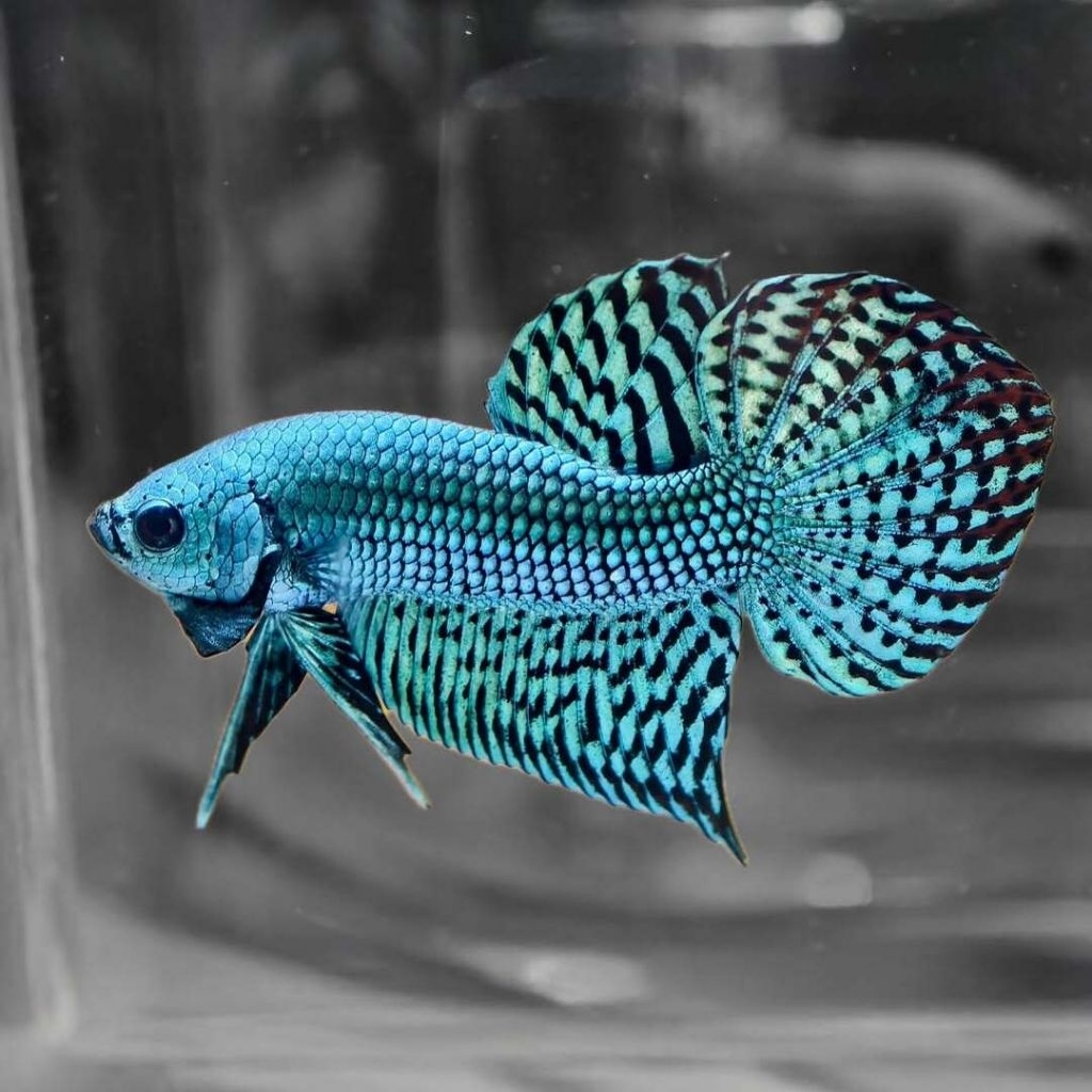 Wild Betta Allien Kualitas Premium Grade A