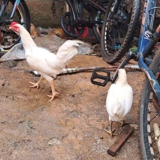 Anak Ayam Kampung hidup/Ayam Kampung/Anak ayam Usia 4 Bulanan/Per Ekor