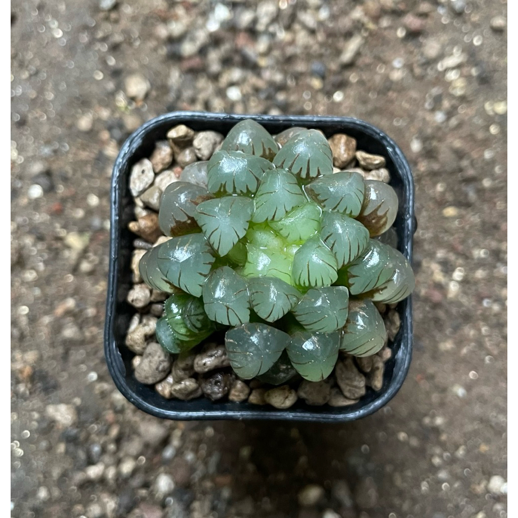 Haworthia Cooperi var Obtusa (1)