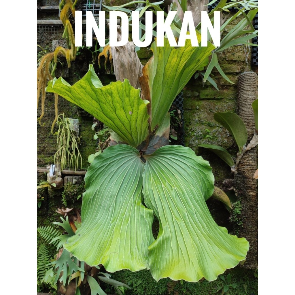 Platycerium Elephantotis  Elephantotis Silver Size Anakan rawatan Stabil (Bukan Cabutan)