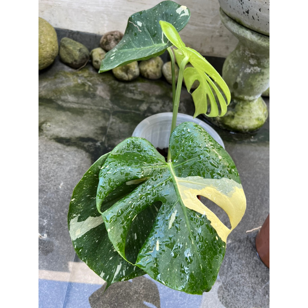 Monthai Monstera