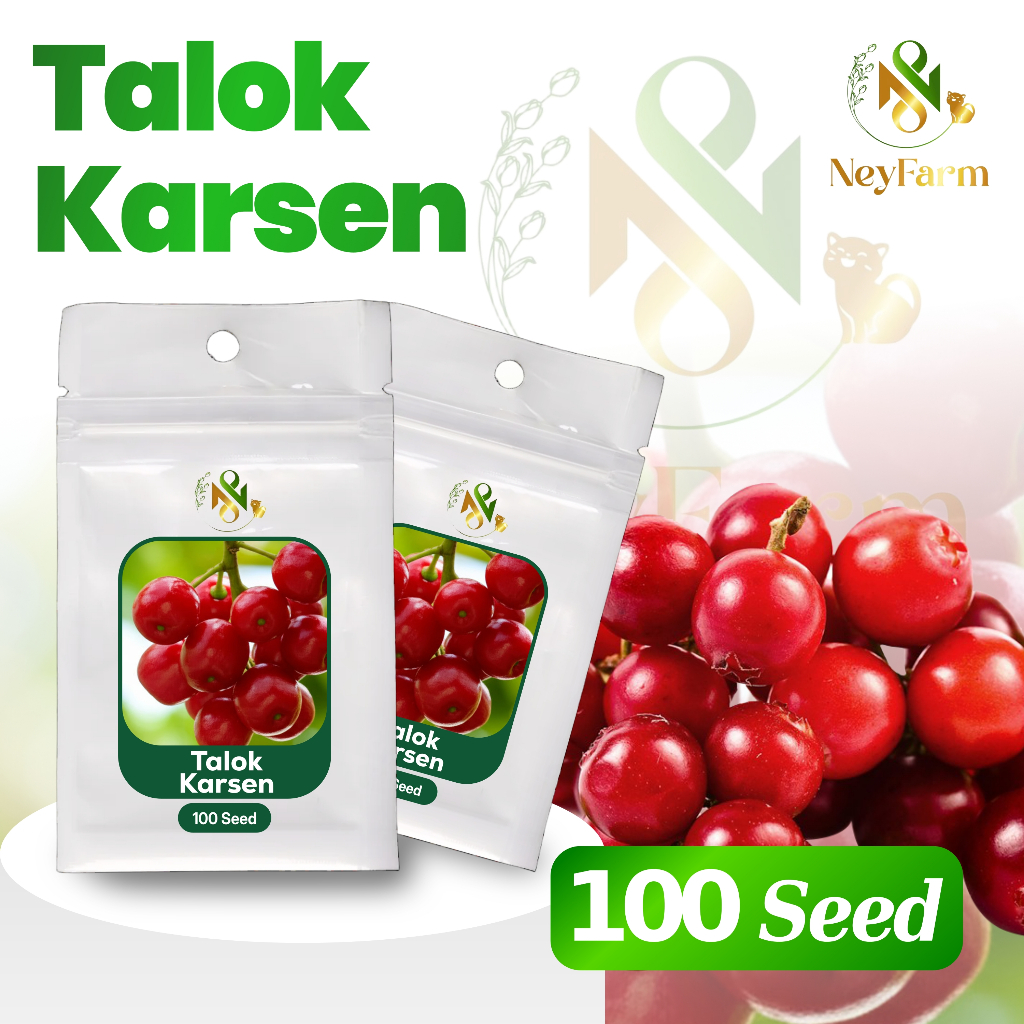 Benih Kersen Talok Benih Biji Buah Talok 50 Biji Unggul Berkualitas