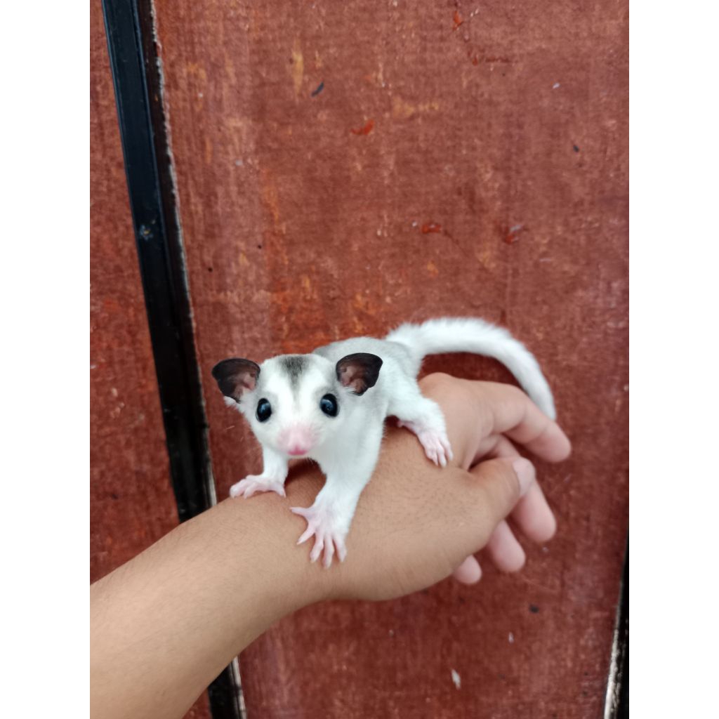 Sugar glider mosaic betina joey / remaja