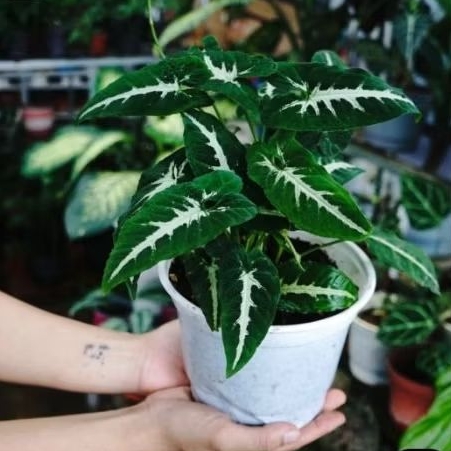 Tanaman hias sygonium wendlandii-Tanaman hias sygonium