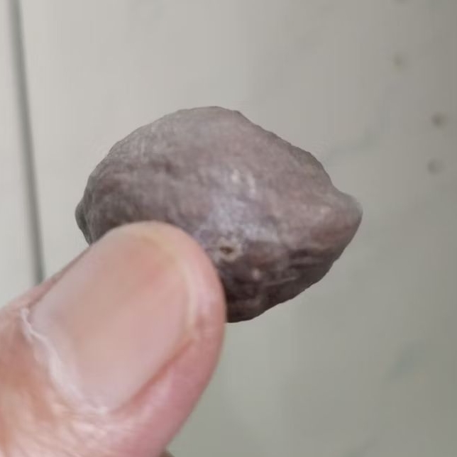 Kemiri Adu Muncang Adu Dahdir Ori Urgen Size Kecil