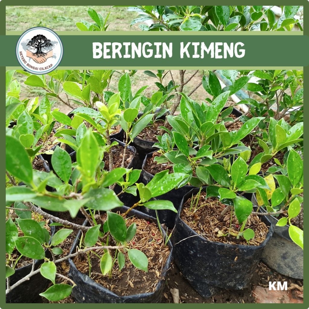 Bibit Bonsai Beringin Kimeng Bahan Bonsai Lokal Stek Batang