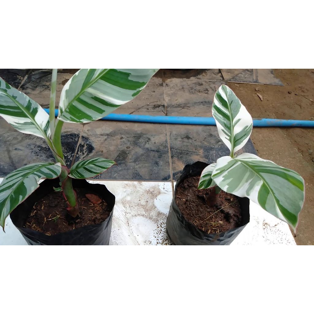 bibit pisang varigata asli pisang hiasan taman