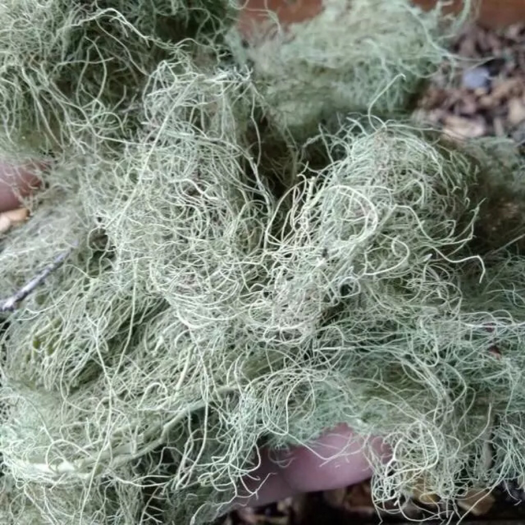 kayu angin /rasuk angin/akar kayu angin cemara hutan 50g
