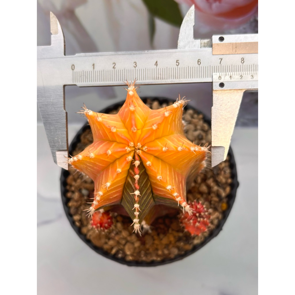 Induk Beranak Nonstop Kaktus Gymnocalycium Mihanovichii Starfire Milo