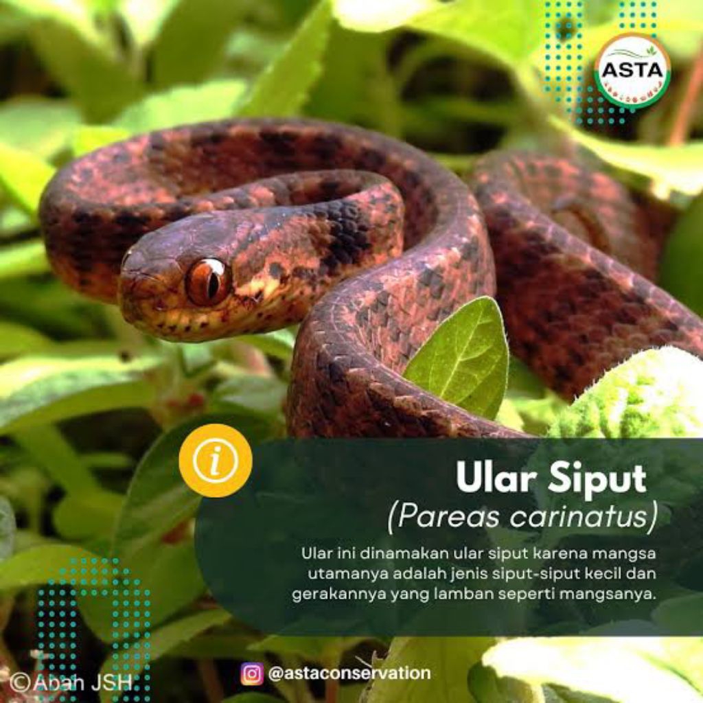 Ular Siput Display