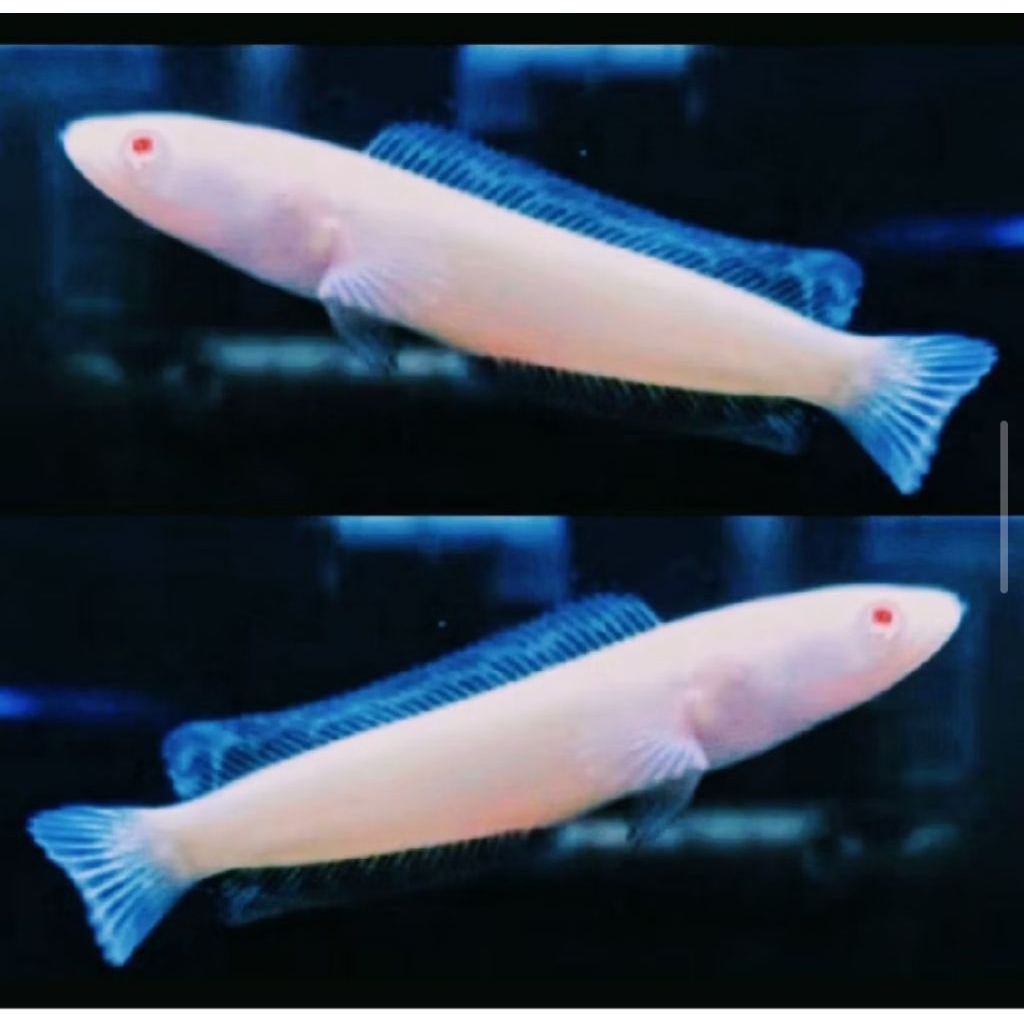 Garansi 100% Channa Striata Albino Mata Merah Size 8-10 Cm