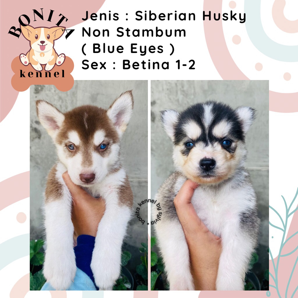 Siberian Husky Non Stambum Anak Anjing Husky Red Cooper Jantan Betina