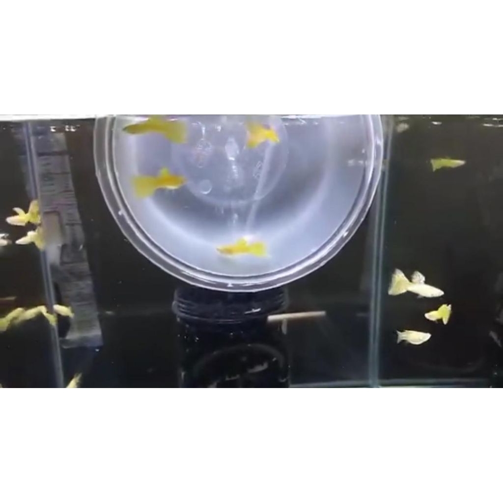 Ikan Guppy AFG Albino full gold sepasang - hiasan aquarium
