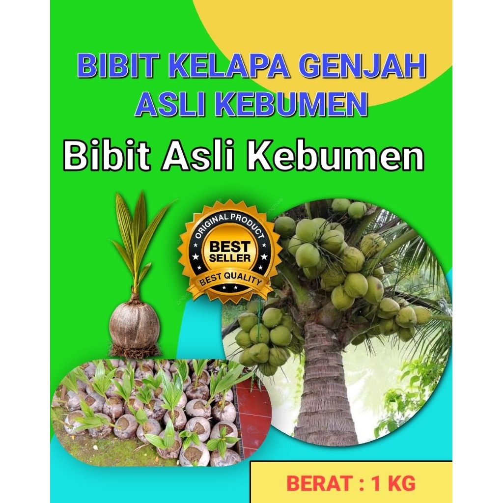 GARANSI BIBIT MATI  Tanaman Kelapa Pendek Entok Jumbo