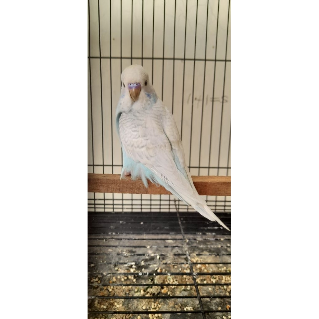 Burung Parkit anakan body jumbo